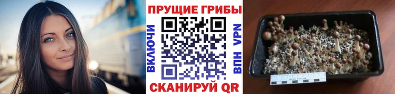 Псилоцибиновые грибы GOLDEN TEACHER  Заволжск 